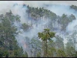 Kebakaran Belum Padam, Hutan Merbabu Berselimut Asap Tebal