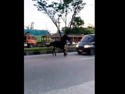 Detik-detik Kuda Kabur dari Wahana di Pekanbaru hingga Tertabrak Mobil