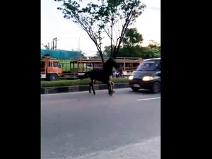 Detik-detik Kuda Kabur dari Wahana di Pekanbaru hingga Tertabrak Mobil Detik-detik Kuda Kabur dari Wahana di Pekanbaru hingga Tertabrak Mobil