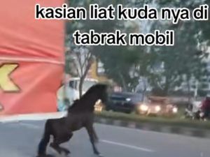 Kuda Tempat Wisata di Pekanbaru Kabur hingga Tertabrak Mobil