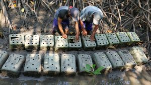 Mencari Cuan dari Ternak Kepiting Bakau