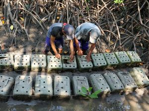 Mencari Cuan dari Ternak Kepiting Bakau