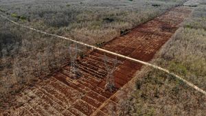 Penampakan Hutan Jati di Bojonegoro Mengering Gegara Kemarau