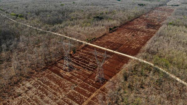Penampakan Hutan Jati di Bojonegoro Mengering Gegara Kemarau
