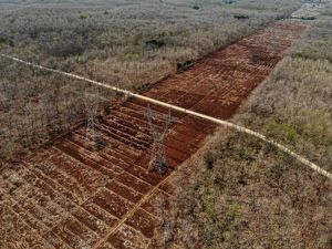 Penampakan Hutan Jati di Bojonegoro Mengering Gegara Kemarau