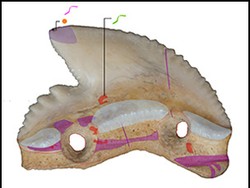 Gigi Hiu Purba Ditemukan di Sulawesi, Digunakan untuk Senjata & Kegiatan Ritual