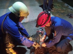 Geger Buaya Berkeliaran di Toriyo Sukoharjo, Begini Langkah Damkar
