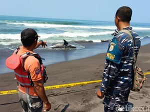 Hiu Tutul Tewas Penuh Luka Terdampar di Pantai Trisik Kulon Progo