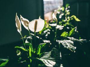 Bukan Cuma Indah, 5 Tanaman Hias Ini Konon Bawa Untung di Rumah