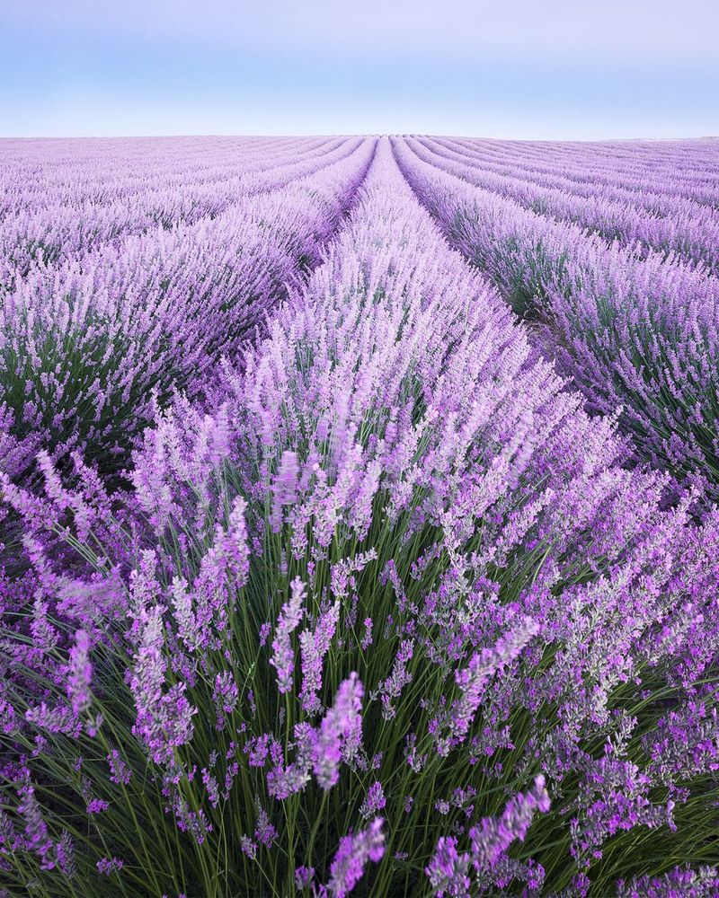 Lavender (Lavandula lavandin). Foto: WESTEND61/Getty Images