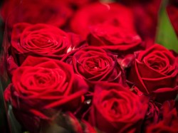 Mawar Ternyata Bisa Mengundang Semut, Begini Penjelasan dan Cara Mencegahnya