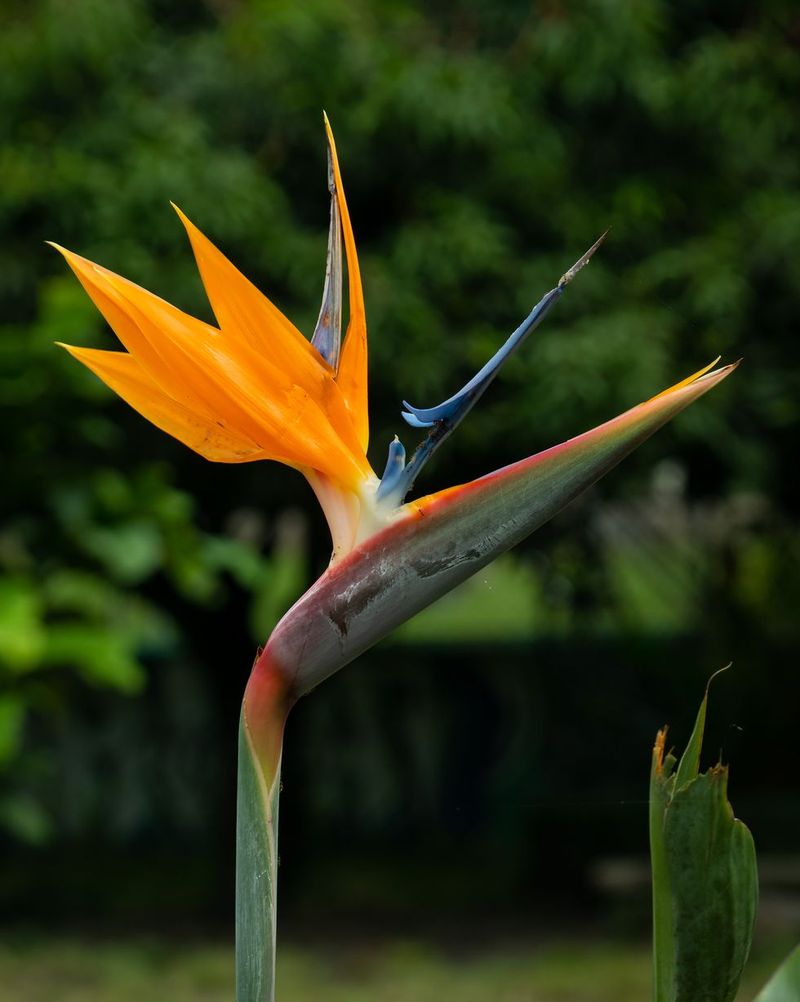Bird of Paradise (Strelitzia reginae). Foto: ALEXANDRE MORIN-LAPRISE/Getty Images