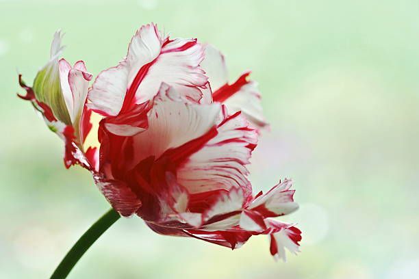 Parrot Tulip (Tulipa gesneriana var. dracontia). Foto: Flowerphotos (Contributor)/Getty Images
