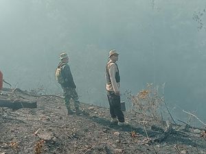 Sempat Meluas ke Luwu, Kebakaran Hutan Pinus di Toraja Utara Sudah Padam Sempat Meluas ke Luwu, Kebakaran Hutan Pinus di Toraja Utara Sudah Padam