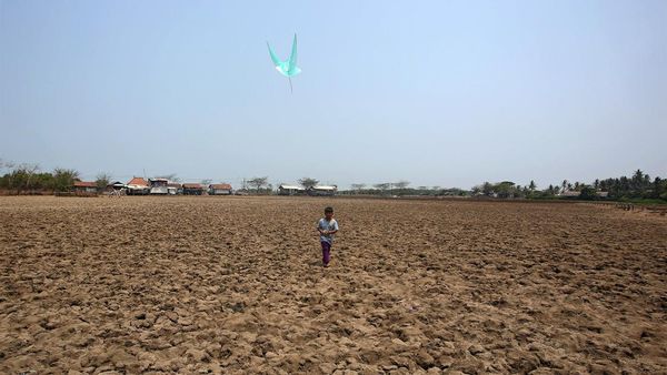 Sekering Ini Sawah di Tangerang