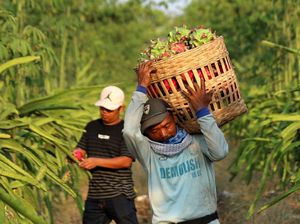 Panen Buah Naga di Musim Kemarau