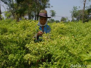 Harga Cabai di Probolinggo Meroket gegara Gagal Panen Harga Cabai di Probolinggo Meroket gegara Gagal Panen