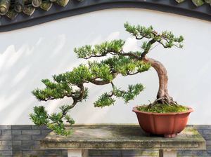 7 Tips Merawat Bonsai untuk Pemula