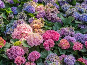 7 Fakta Hydrangea, Bunga Cantik Populer di Dunia 7 Fakta Hydrangea, Bunga Cantik Populer di Dunia