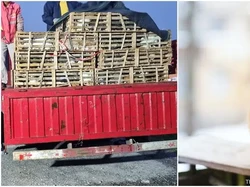 Duh! Kucing di China Dijual Dagingnya Sebagai Daging Babi dan Kambing