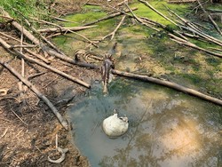 Polri: Tak Ada Tanda Kekerasan pada Pria Tinggal Kerangka di Hutan Jasinga
