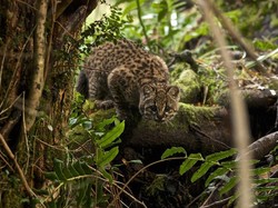Kucing Mini yang Langka dari Amerika