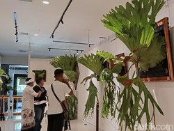 Simbar Menjangan Raksasa Ditawar Rp 30 Juta