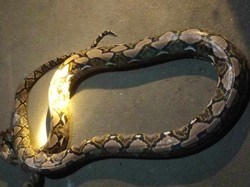 Mak Kluwer, Ular Piton 3 Meter Ditangkap Warga di Delanggu