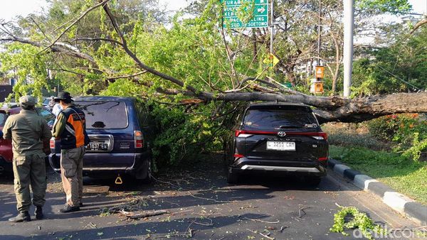 Penampakan Pohon Asem Londo Ambruk Timpa Dua Mobil di Jalan Merr