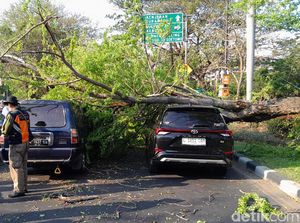 Penampakan Pohon Asem Londo Ambruk Timpa Dua Mobil di Jalan Merr Penampakan Pohon Asem Londo Ambruk Timpa Dua Mobil di Jalan Merr