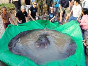 Ikan Pari Seberat 300 Kg Ditangkap, Begini Penampakannya Ikan Pari Seberat 300 Kg Ditangkap, Begini Penampakannya