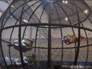 Bikin Bengong! Motor Listrik Ini Beraksi di Globe of Death alias Tong Setan
