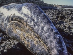 Imuwan Pecahkan Misteri Kematian Massal Paus Kelabu