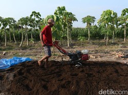 Petani Banyuwangi Olah Kotoran Sapi di Tengah Keterbatasan Pupuk Subsidi