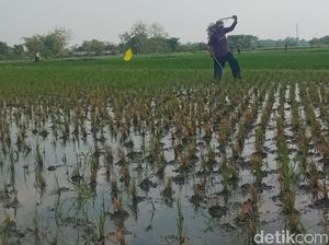 Hama Penggerek Batang Serang Padi di Klaten, Kementan Turun Tangan Hama Penggerek Batang Serang Padi di Klaten, Kementan Turun Tangan