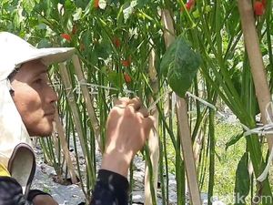 Merana Petani Purwakarta Kala Tanaman Cabai Digerogoti Hama Patek