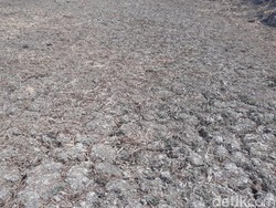 Kepala BMKG: Water Hotspot Indonesia Tidak Separah Negara Lain, Tapi..