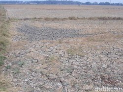 Musim Panas Nggak Kelar-kelar, Sawah di Tangerang Jadi Sekering Ini!