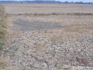 Sawah di Tangerang Mengering, Dulu Ditanami Padi Kini Jadi Tanah Retak Ditinggal Petani Sawah di Tangerang Mengering, Dulu Ditanami Padi Kini Jadi Tanah Retak Ditinggal Petani
