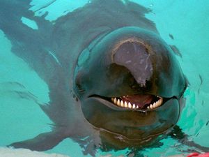 10 Hewan Hybrid Paling Aneh di Dunia, Ada dari Indonesia