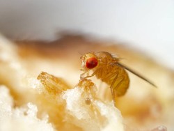 5 Cara Ampuh Membasmi Agas di Rumah