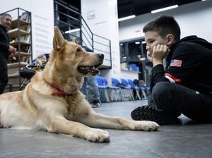 Beraktivitas Bersama Anjing Bisa Meningkatkan Kemampuan Otak, Kok Bisa?