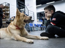 Beraktivitas Bersama Anjing Bisa Meningkatkan Kemampuan Otak, Kok Bisa?