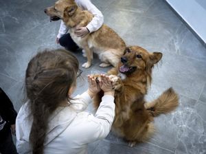 Ada Terapi Anjing untuk Penumpang Kurangi Stres Saat Berlibur di Bandara Berlin Ada Terapi Anjing untuk Penumpang Kurangi Stres Saat Berlibur di Bandara Berlin
