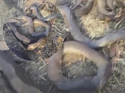 Ular-ular Besar Hangus Terbakar di Gunung Sindur