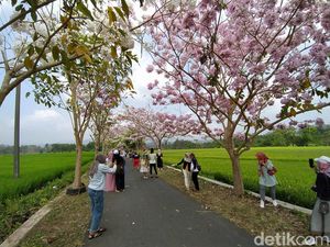 Tabebuya Bermekaran, Jalan Desa Payaman Magelang Mendadak Ramai Tabebuya Bermekaran, Jalan Desa Payaman Magelang Mendadak Ramai