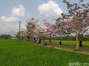 Fakta Bunga Tabebuya yang Lagi Bermekaran di Magelang, Berasal dari Brazil