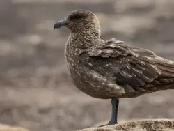 Untuk Pertama Kalinya, Flu Burung Terdeteksi di Antartika