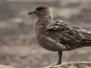 Untuk Pertama Kalinya, Flu Burung Terdeteksi di Antartika Untuk Pertama Kalinya, Flu Burung Terdeteksi di Antartika