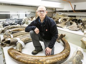 Ilmuwan Telusuri Perjalanan Mamut Lintasi Alaska lewat Gading Ribuan Tahun